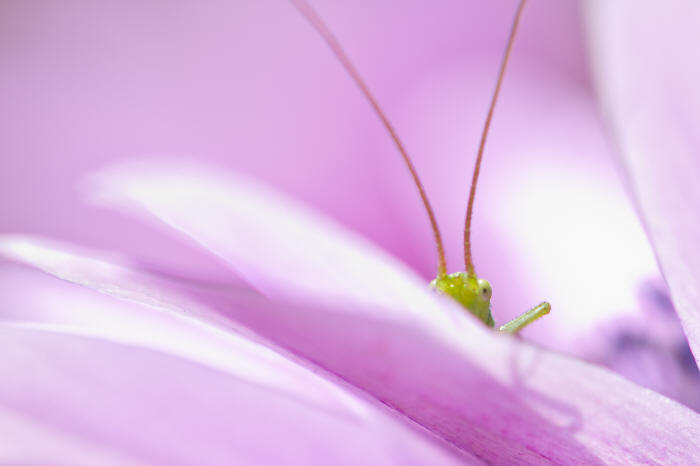 fotografia macro, macrofotografia, ortottero, close up, macro photography