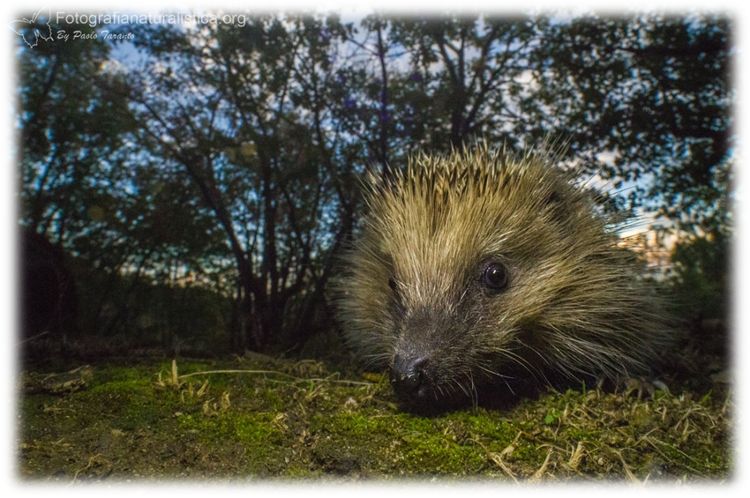 Riccio, Erinaceus europaeus, herisson commun, braunbrustig,, erizo, european, hedgehog,