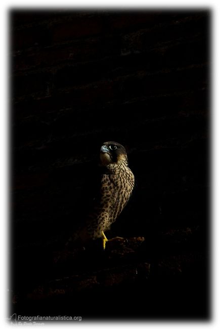 falco pellegrino, falco peregrinus,  brookei , peregrine falcon, Wanderfalke, halcn peregrino, Faucon plerin,
