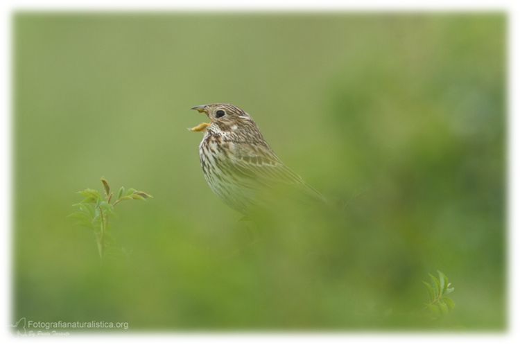 Strillozzo, Miliaria calandra, corn bunting, escribano triguero, 