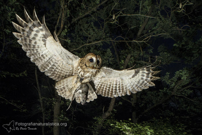 Allocco, Strix aluco, Tawny Owl, Waldkauz, Carabo comun, Chouette hulotte, 
