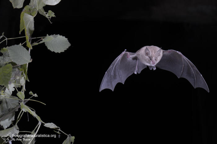 ferro di cavallo minore, Rhinolophus hipposideros, lesser horseshoe bat, murcilago pequeo de herradura, Kleine Hufeisennase, Petit rhinolophe fer  cheval