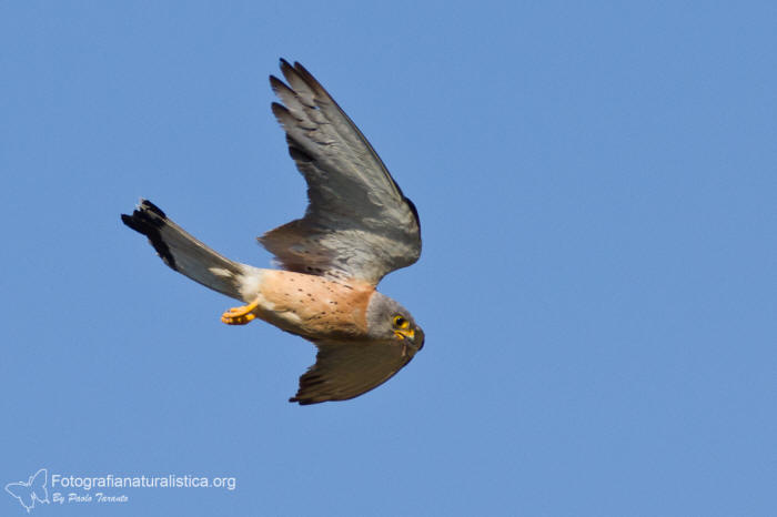 grillaio, falco naumanni, lesser kestrel,  rotelfalke, cernicalo primilla, faucon crecerellette