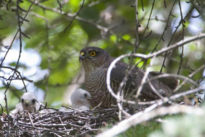 Sparviere, accipiter nisus, eurasian sparrowhask, sperber, gavilan comun, epevier