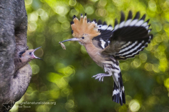 Upupa, Upupa epops, hoopoe, abubilla, Wiedehopf, Huppe fascie, 