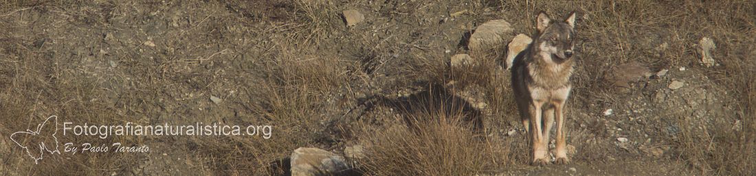 aspetti etici e legali della fotografia naturalistica, disturbo, conservazione biodiversit, ecoturismo fotografico, capanni a pagamento, conservation photography, fotografia applicata alla conservazione, leggi fotografia naturalistica, 