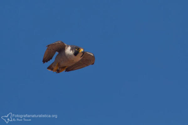 falco pellegrino, falco peregrinus,  brookei , peregrine falcon, Wanderfalke, halcn peregrino, Faucon plerin,