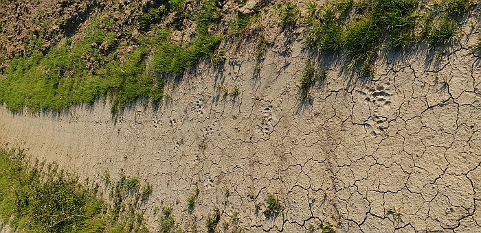 tracce animali, lupo, canis lupus, impronte lupo, orme lupo, pista lupo, wolf tracks, wolf footprints, 