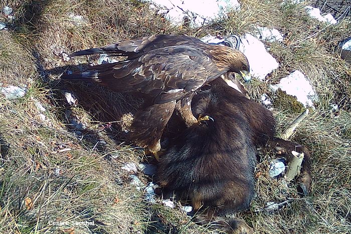 aquila reale, aquila chrysatos, golden eagle,  Steinadler, guila real, Aigle royal