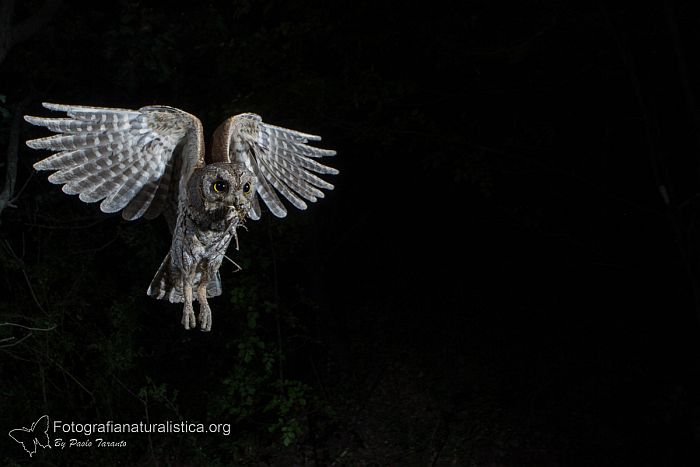 assiolo, otus scops, scops owl, Petit duc-scops, Autillo europeo, Zwergohreule,