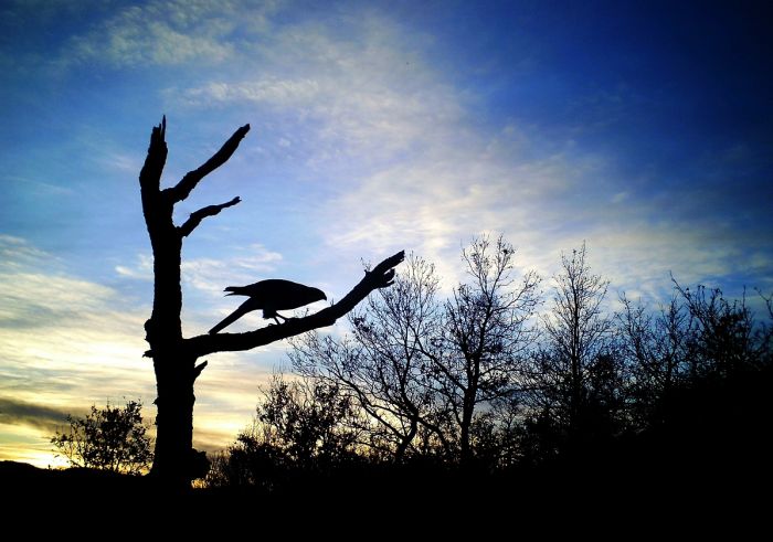 Astre, Accipiter gentilis, Goshawk, Habicht, Azr comun, Autour des palombes, 