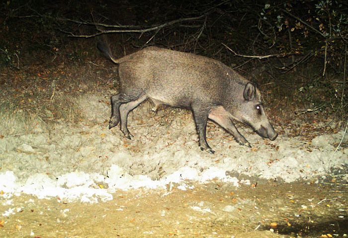 Cinghiale, sus scrofa, wild boar, sanglier, jabali, wildscwein,