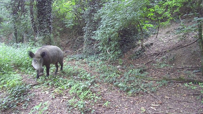 Cinghiale, sus scrofa, wild boar, sanglier, jabali, wildscwein,