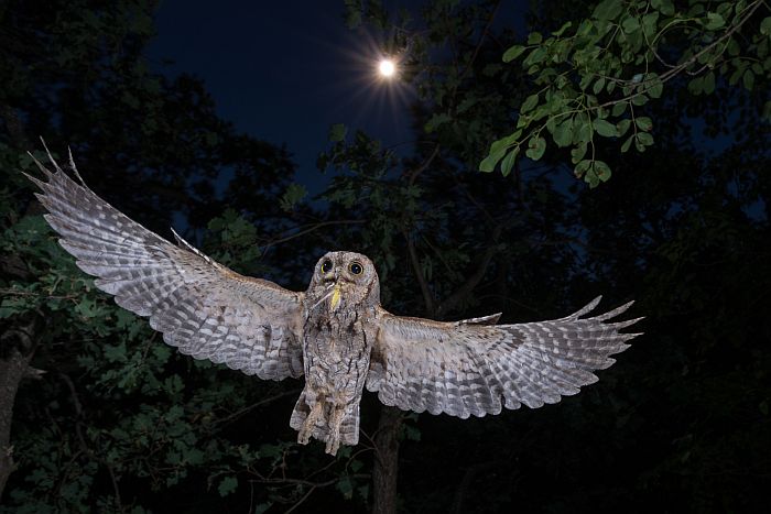 assiolo, otus scops, scops owl, Petit duc-scops, Autillo europeo, Zwergohreule,