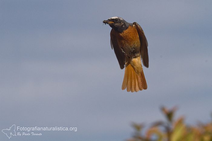 Codirosso, Phoenicurus phoenicurus, common redstart, Gartenrotschwanz, Rougequeue  front blanc 