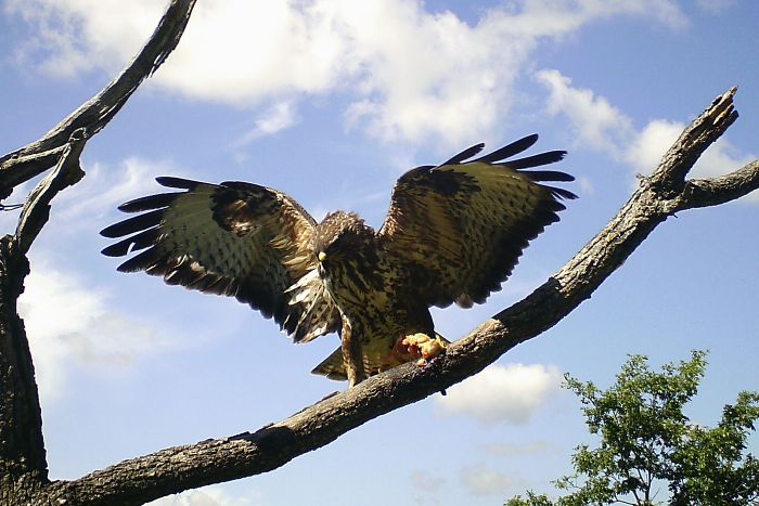 poiana comune, buteo buteo, rato nero, Musebussard, Buse variable 