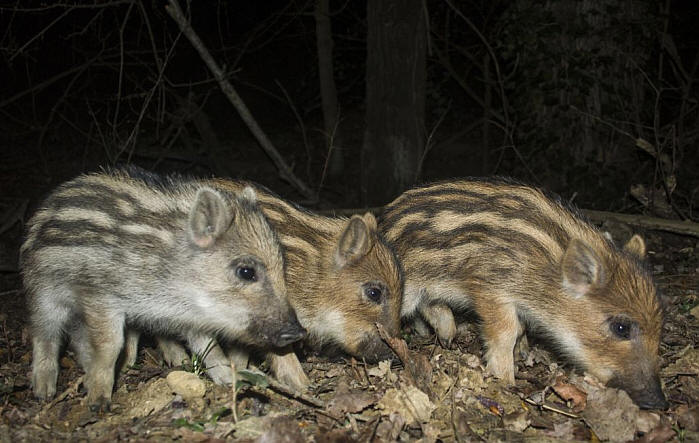 cinghiale, cucciolo, striato, sus scrofa, wild boar, sanglier, jabali, wildscwein