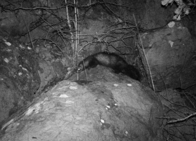 Puzzola, mustela putorius, european polecat, Europische Iltis, Waldiltis, turn, putois, 