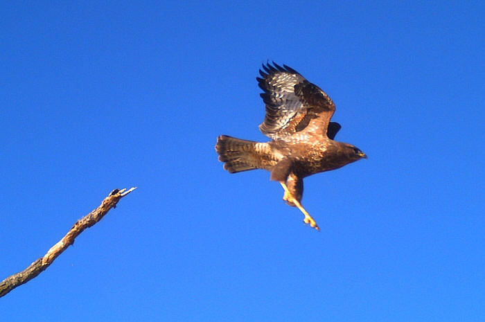 poiana comune, buteo buteo, rato nero, Musebussard, Buse variable 