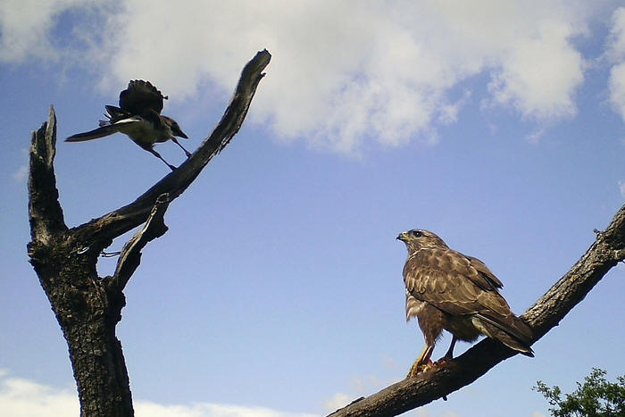 poiana comune, buteo buteo, rato nero, Musebussard, Buse variable, ghiandaia "garrulus glandarius" "eurasian jay" Eichelhher arrendajo gayo "Geai des chnes" 