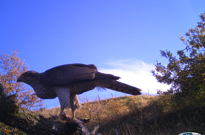 Astre, Accipiter gentilis, Goshawk, Habicht, Azr comun, Autour des palombes, 