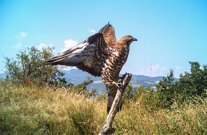 falco pecchiaiolo, pernis apivorus, honey buzzard, Wespenbussard, abejero europeo, Bondre apivore