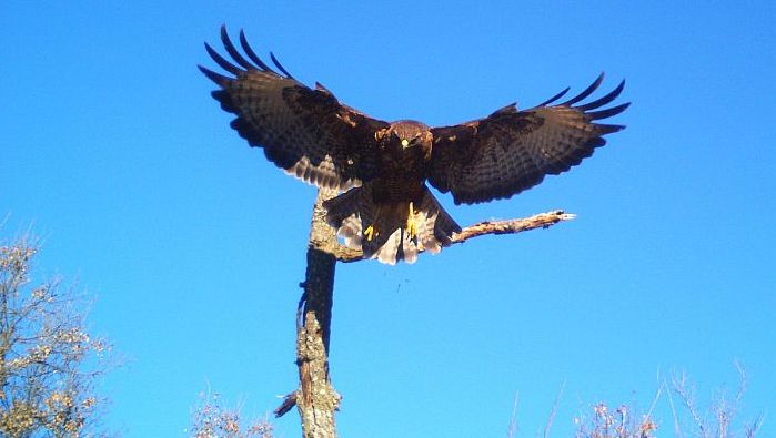 poiana comune, buteo buteo, rato nero, Musebussard, Buse variable 