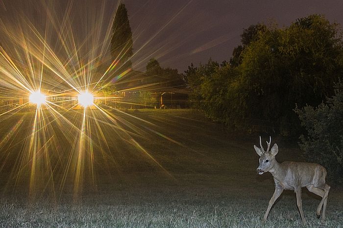 Capriolo, capreolus capreolus, roe deer, Reh, corzo, chevreuil. 