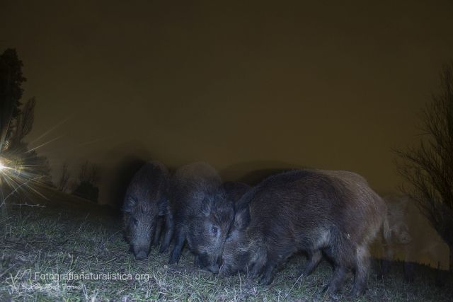 Cinghiale, sus scrofa, wild boar, sanglier, jabali, wildscwein,