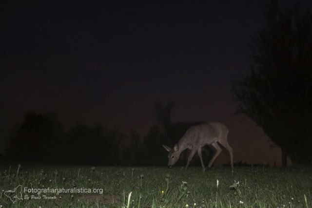 Capriolo, capreolus capreolus, roe deer, Reh, corzo, chevreuil. 