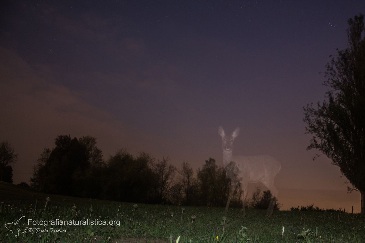 Capriolo, capreolus capreolus, roe deer, Reh, corzo, chevreuil. 