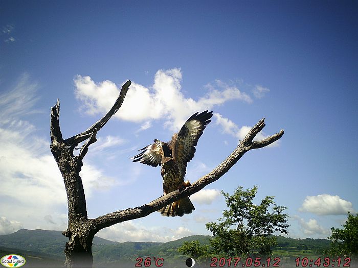 poiana comune, buteo buteo, rato nero, Musebussard, Buse variable 