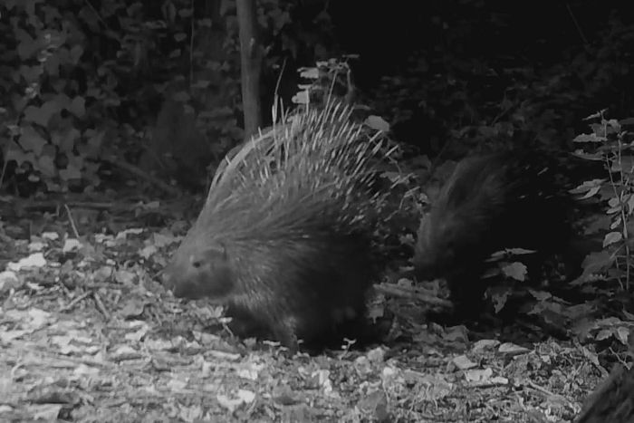 Istrice, hystrix cristata, crested porcupine,   puercoespn crestado, Gewhnliche Stachelschwein, Porc-pic  crte,  