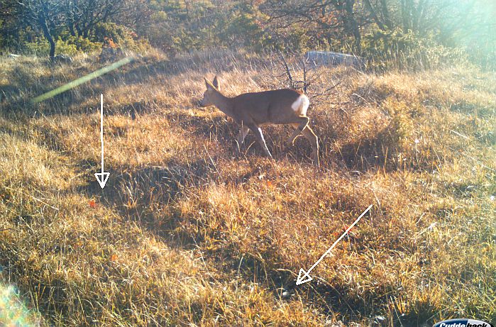 posizionamento fototrappola, fototrappole, fototrappolaggio, camera trap, trail camera, videotrappola, migliore 