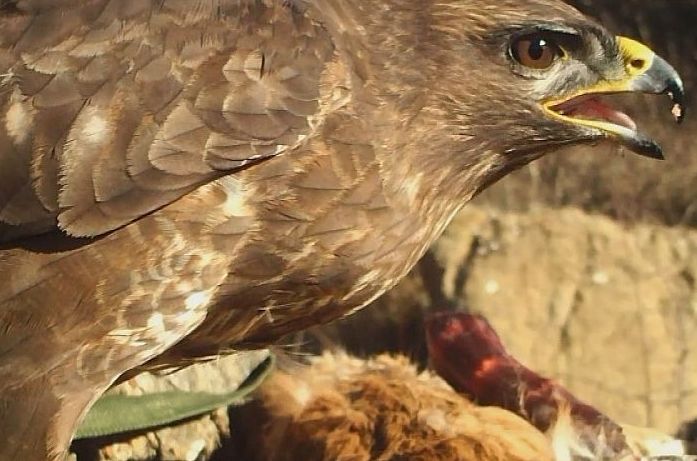 poiana comune, buteo buteo, rato nero, Musebussard, Buse variable 