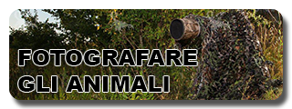 fotografare gli animali, fotografare la fauna, fotografare la natura, come fotografare mammiferi, come fotografare gli uccelli, fotografare i rapaci, 