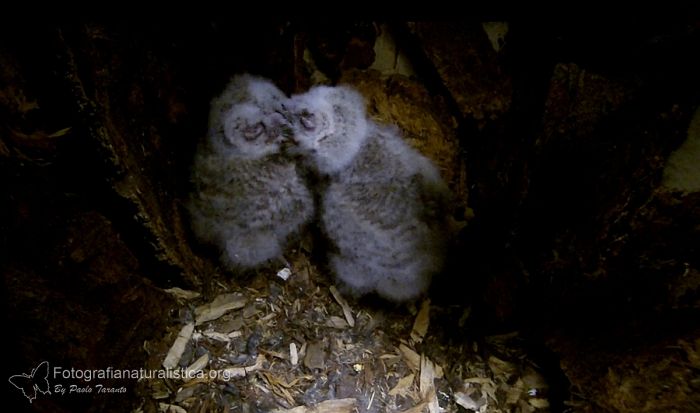 pulli di allocco, tawny owls chicks, Allocco, Strix aluco, Tawny Owl, Waldkauz, Carabo comun, Chouette hulotte, 