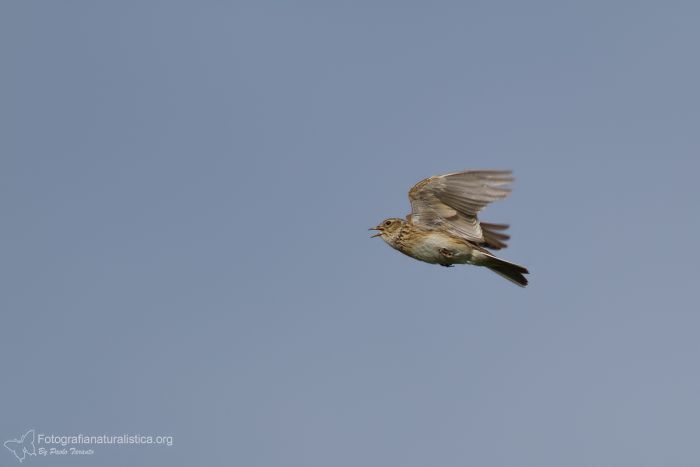 Allodola, Alauda avernis, Sky Lark, Feldlerche, Alondra comun, 