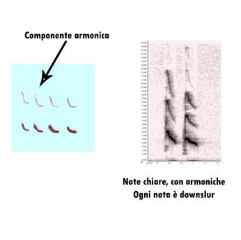 sonogramma, leggere un sonogramma, studiare i suoni, studiare i canti degli uccelli, sonogram reading, spectrogram reading, leggere uno spettrogramma, 