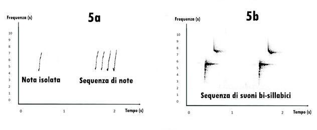 sonogramma, leggere un sonogramma, studiare i suoni, studiare i canti degli uccelli, sonogram reading, spectrogram reading, leggere uno spettrogramma, 