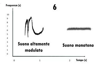 sonogramma, leggere un sonogramma, studiare i suoni, studiare i canti degli uccelli, sonogram reading, spectrogram reading, leggere uno spettrogramma, 