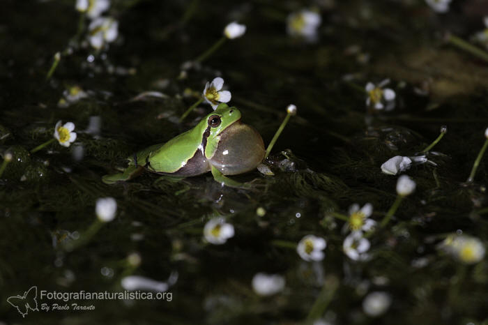 Raganella italiana, Hyla intermedia, Italian tree frog, Italienischer, Laubfrosch,  ranita italiana 