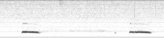 sonogramma, leggere un sonogramma, studiare i suoni, studiare i canti degli uccelli, sonogram reading, spectrogram reading, leggere uno spettrogramma, 