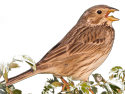 canto verso richiamo mp3 Strillozzo, Miliaria calandra, corn bunting, escribano triguero, 