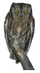 canto verso richiamo mp3 assiolo, otus scops, scops owl, Petit duc-scops, Autillo europeo, Zwergohreule,