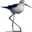 canto verso richiamo mp3 Cavaliere d'Italia, Himantopus himantopus, Black-winged stilt,  