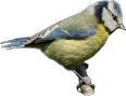 canto verso richiamo mp3 Cinciarella, parus caeruleus, Cyanistes caeruleus,  Blaumeise, herrerillo comn, herrerillo comn 