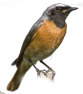 canto verso richiamo mp3 Codirosso, Phoenicurus phoenicurus, common redstart, Gartenrotschwanz, Rougequeue  front blanc 