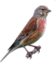 canto verso richiamo mp3 fanello, Carduelis cannabina, eurasian linnet, bluthanfling, pardillo comun, 