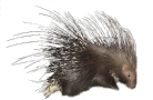 verso vocalizzazione richiamo mp3 Istrice, hystrix cristata, crested porcupine,   puercoespn crestado, Gewhnliche Stachelschwein, Porc-pic  crte,  